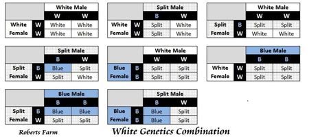 z_genetics_white