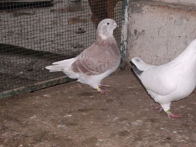 fata - 4 luni; fata - 4 luni
