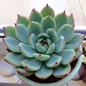 Echeveria Chihuahuensis