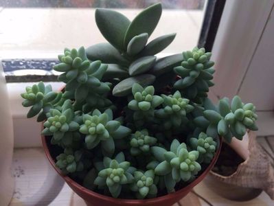 Sedum morganianum + Crassula falcata