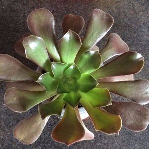 Aeonium arboreum Velour