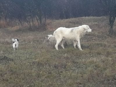 Milo - ciobanesc de bucovina