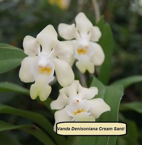 Vanda denisoniana cream santi - 180; Planta matura fara flori
