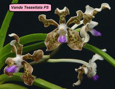 vanda tessellata FS - 190 lei; Planta matura fara flori
