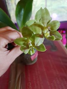 Phala Brother Ambo - 140 lei; Planta cu flori
