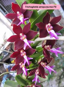Trichoglottis atropurpurea flori