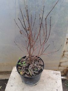 afin Karina pe rod 30lei