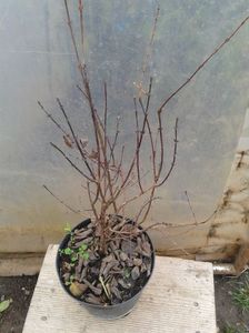 afin Duet pe rod 30lei