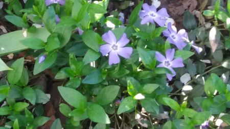 ; Vinca minor
