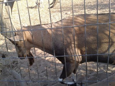 diverse 023; Gradina zoo  langa Ashdod
