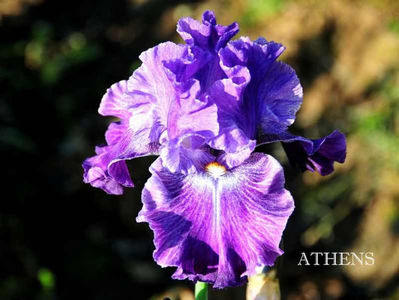athens
