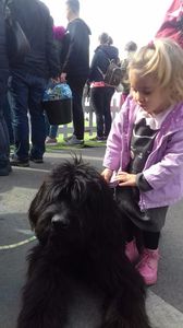 Briard Ciobanesc de Brie; cu Neville  6 luni la Royal Dog festival
