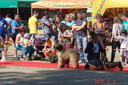 Ciobanesc de Brie BRIARD; Cu Celine La Junior Handler La Tim 2015
