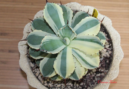 Agave Potatorum Kissho Khan Sectoral Variegated; E singura primită dintr-un lot de opt agave cumpărate din Indonezia.  Celelalte șapte fiind distruse de către o vameșa de la DHL   din Timișoara. Plantele aveau certificat fitosanitar.
