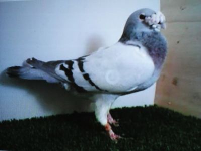 VOIAJOR  STIL VECHI