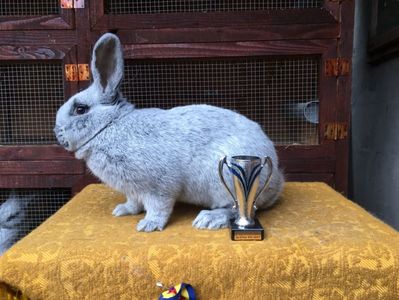 CC 96,0 p Bistrita 2017