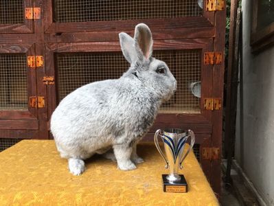 CC 94,0 p Bistrita 2017