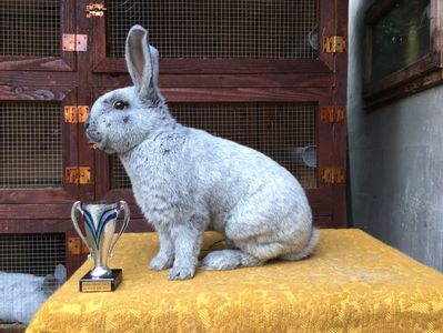 CR 95,5 p Bistrita 2017