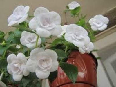 Double picotee rose