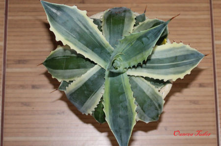 Agave Potatorum Verschaffelti Ikari Raijin Nishiki