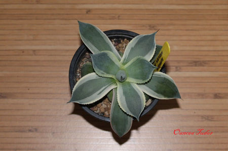 Agave Potatorum Marginata