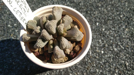 Titanopsis luederitzii, nw Letterkuppe (pierdut)