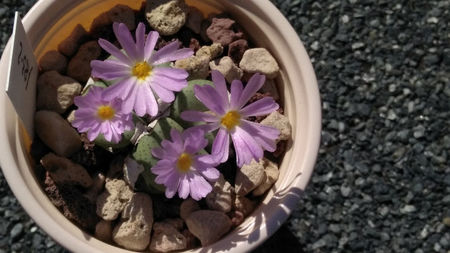 Conophytum minutum SB1227-9