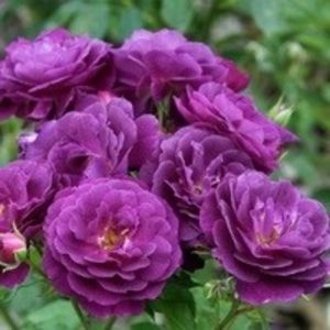 purple eden-Floribunda