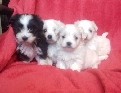 Bichon Havanese; 4 saptamani baietel alb negru ,baietel alb ,2 fetite albe .nascuti in 26.10.2017.
