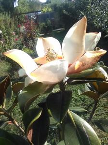 Magnolia  Grandiflora; Prima mea floare ...
