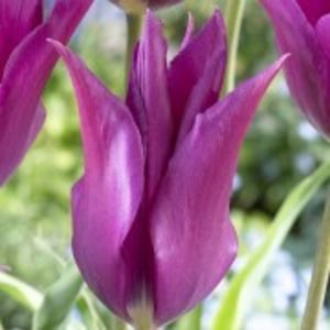 purple dream