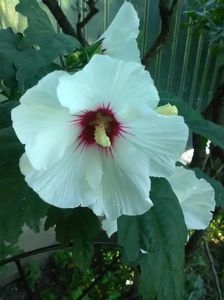 Hibiscus syriacus; prins din seminte
