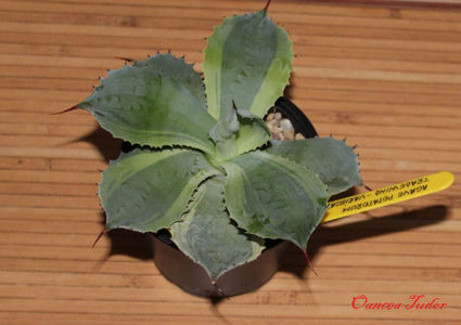 Agave Potatorum Tradewinds 2