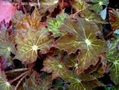 begonia cleopatra