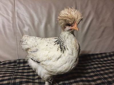 97D6AD14-10D9-4306-B161-ECF7F3D68669