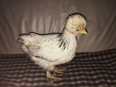 D0D2D095-DEAD-4031-82EF-FFFECB21BF04