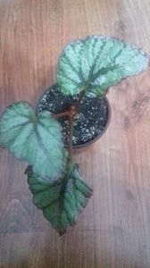 begonia silver limbo