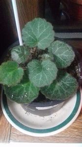 begonia strawberry