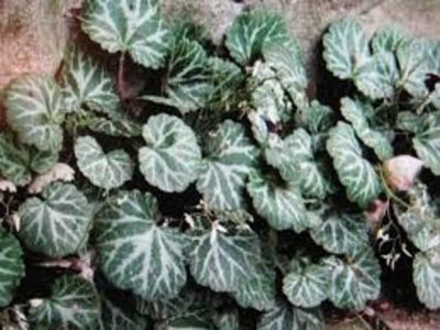 begonia strawberry