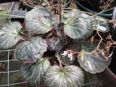 begonia strawberry