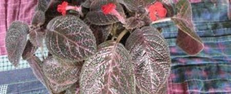 episcia kee wee