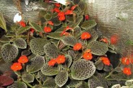 episcia tiger stripe