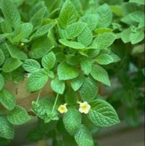 episcia tropical topaz