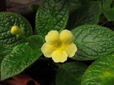 episcia tropical topaz