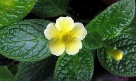 episcia tropical topaz