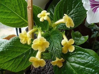 episcia tropical topaz