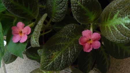 episcia jim's canadian sunset