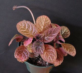 Episcia Noid Pink Marble