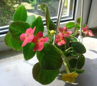 episcia lilacina lemon