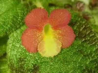 episcia lilacina lemon